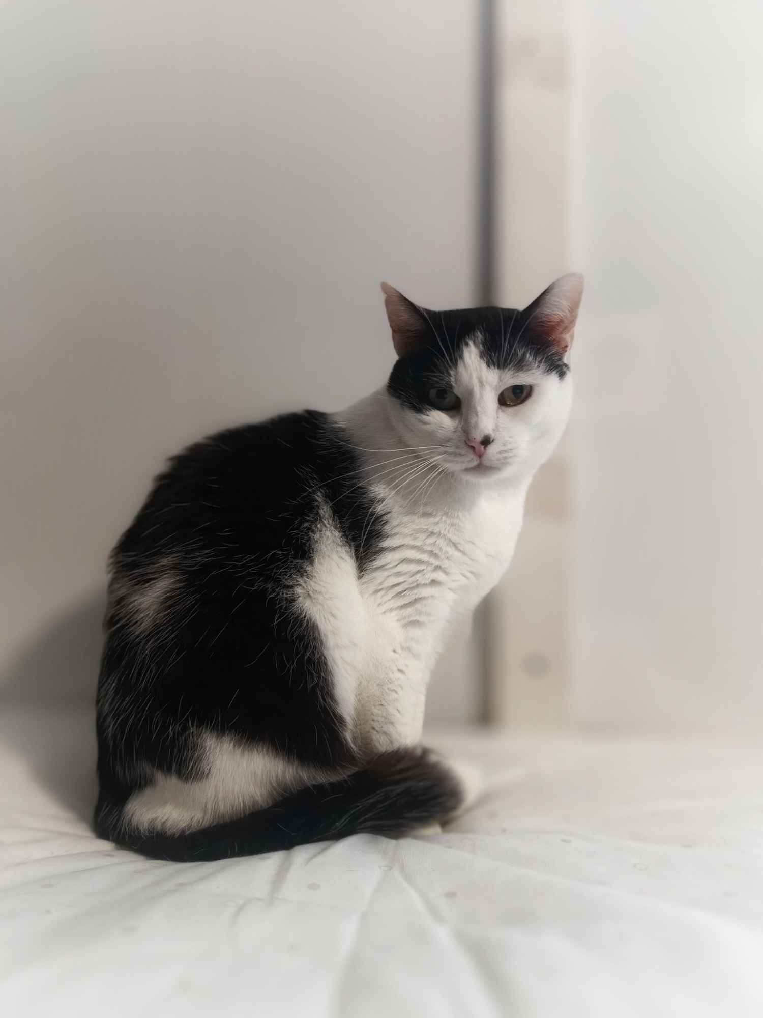 Drucik - delikatny, spokojny kocurek do pokochania! Olsztyn - zdjęcie 2