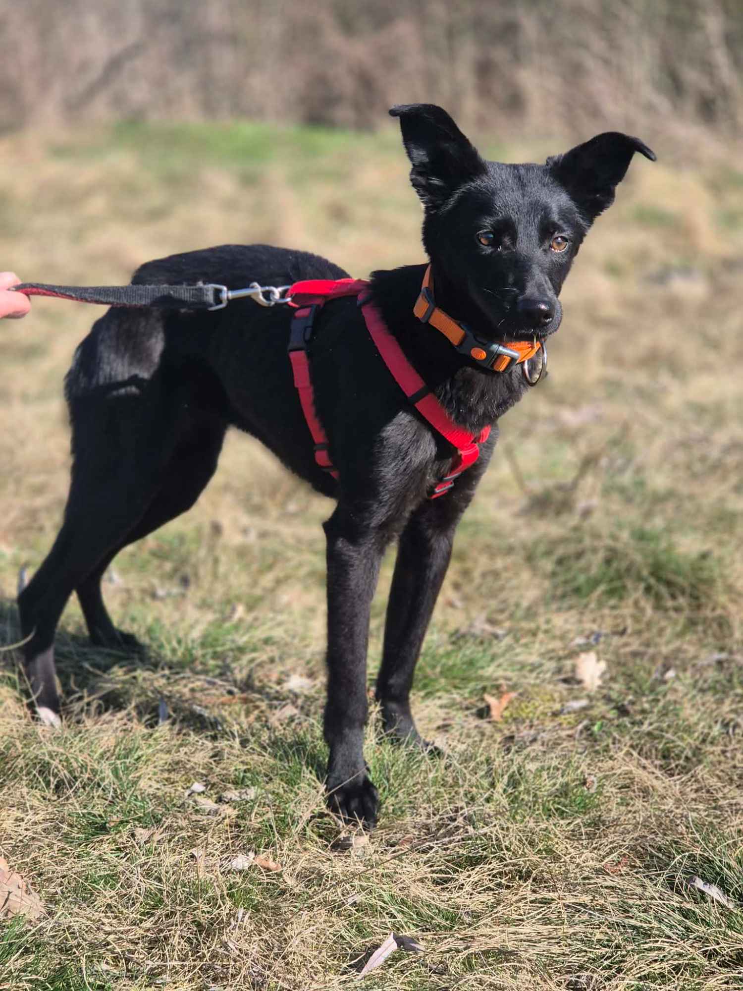 11 miesięczna Fela szuka spokojnego domu! Olsztyn - zdjęcie 3