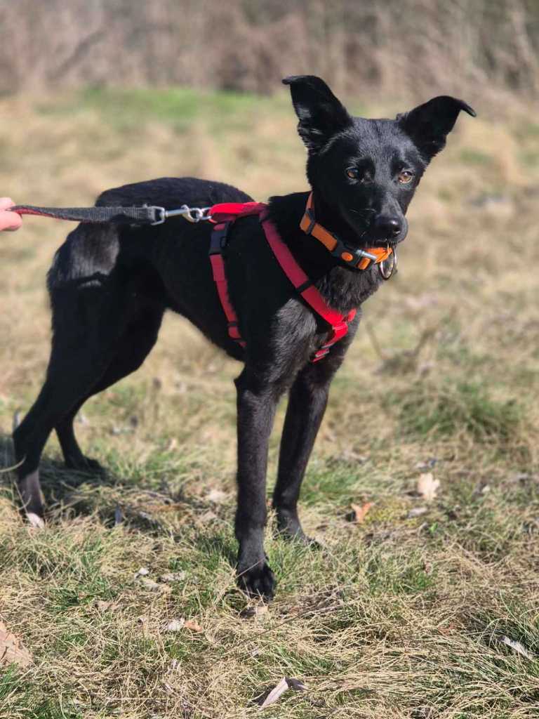 11 miesięczna Fela szuka spokojnego domu! Olsztyn - zdjęcie 3