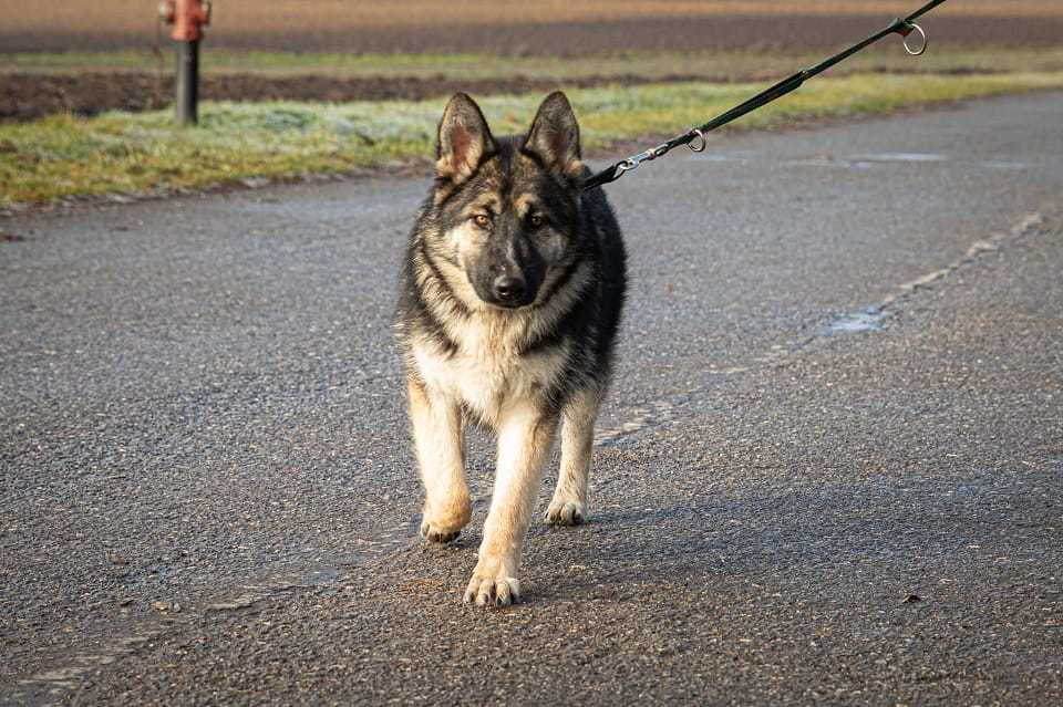 Zina szuka domu, w którym jej odwaga spotka się z miłością 🥰🏡 Łętkowice - zdjęcie 3
