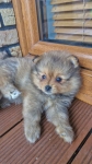 Szpic miniaturowy, pomeranian Bochnia - zdjęcie 2