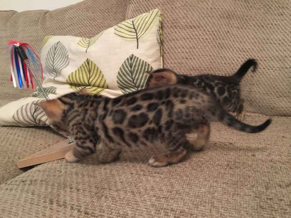 KC Bengal Kittens Hadle Kańczuckie - zdjęcie 1