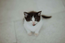 Kocięta PILNIE szukają domów! Olsztyn - zdjęcie 3