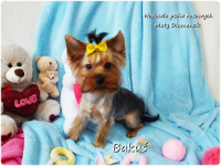 Yorkshire Terrier York piesek Bakuś szczeniaczek 8-miesięcy Rodowód Żary - zdjęcie 2