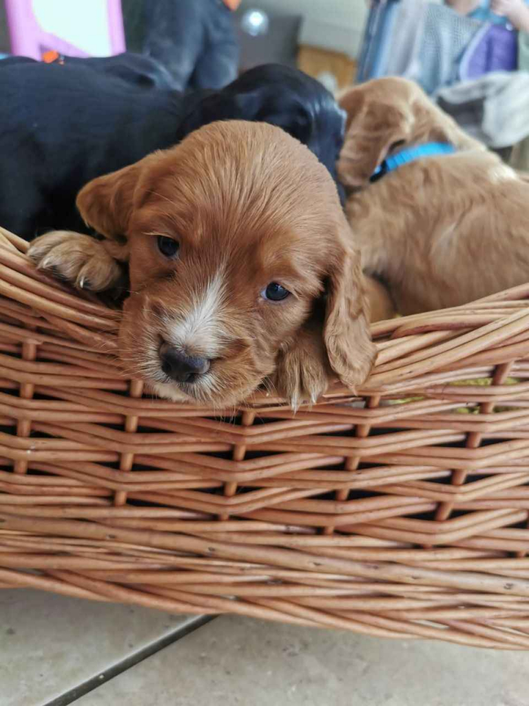 zarejestrowanych szczeniąt rasy cocker spaniel pracujący Lubachów - zdjęcie 2