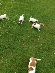 Jack Russell terrier szczenięta