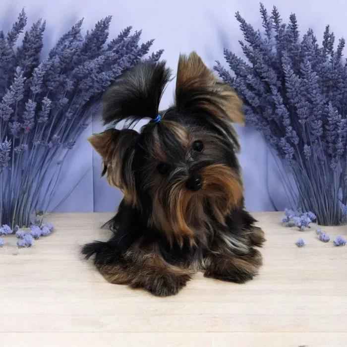 Piękny Maleńki York - komplet dokumentów ! Większy nie urośnie ! Cudo Fabryczna - zdjęcie 6