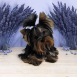 Piękny Maleńki York - komplet dokumentów ! Większy nie urośnie ! Cudo Fabryczna - zdjęcie 6