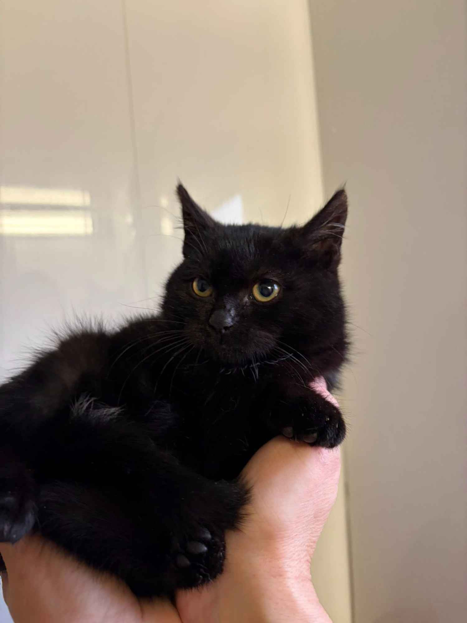 DOSIA - mała, nieśmiała kocia piękność szuka domu! Olsztyn - zdjęcie 4