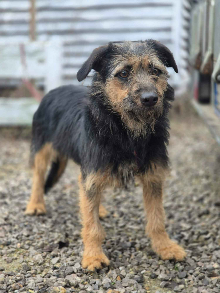 Kokosia - niewielka, delikatna sunia w typie terierka Olsztyn - zdjęcie 3