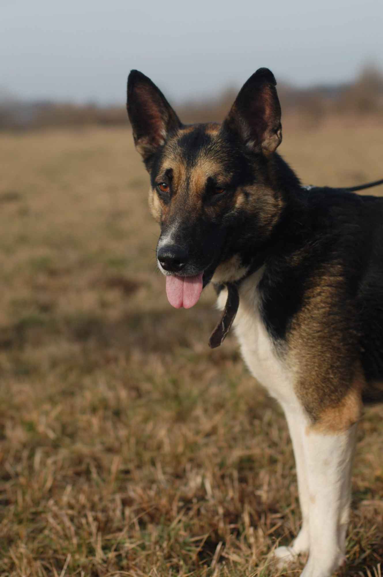 Riko - dostojny i poważny pies szuka domu! Olsztyn - zdjęcie 3