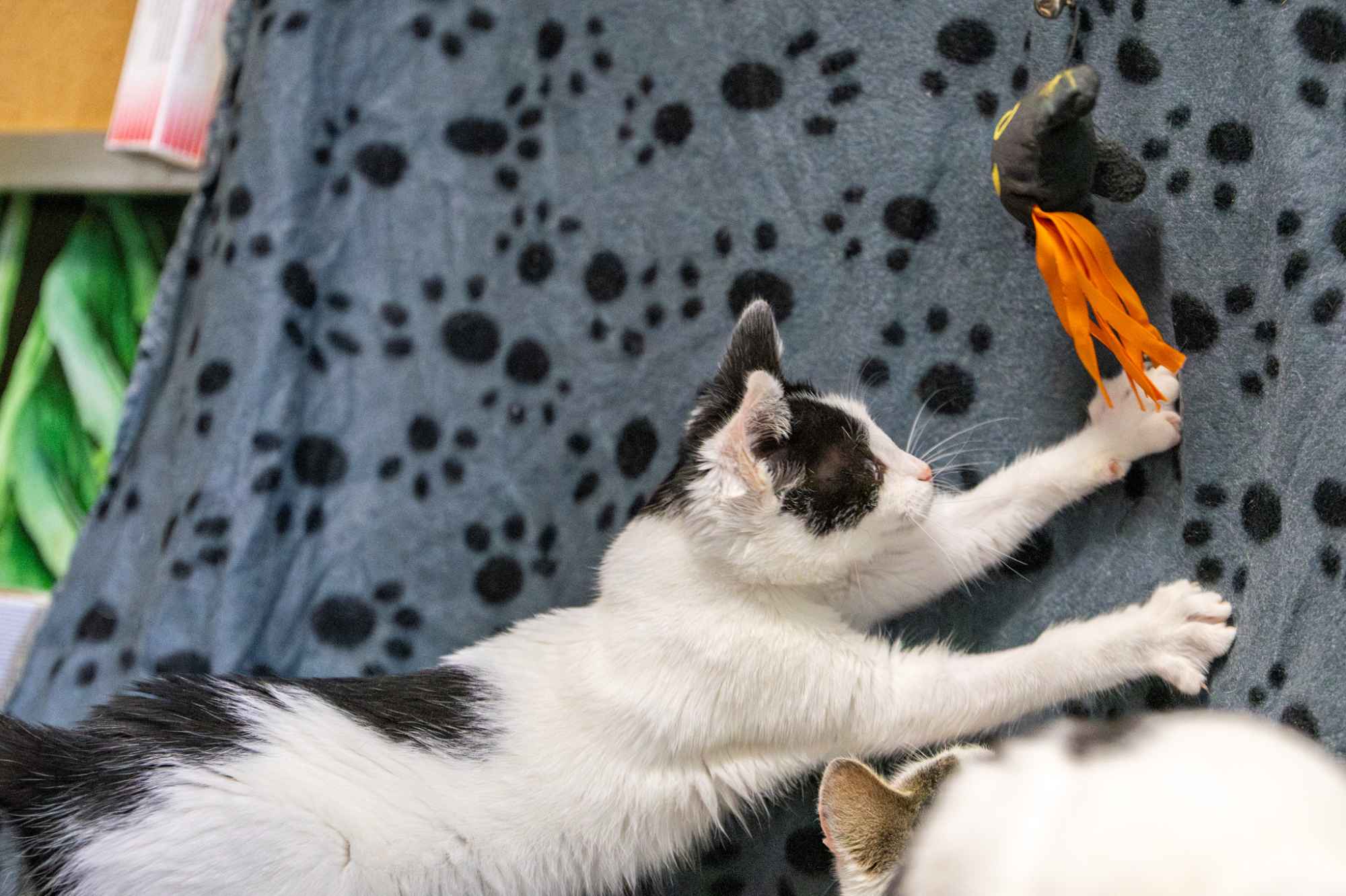 12 tygodniowe KOCIĘTA szukają domów! Olsztyn - zdjęcie 4