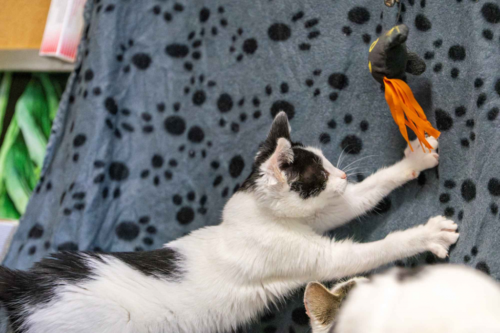 12 tygodniowe KOCIĘTA szukają domów! Olsztyn - zdjęcie 4