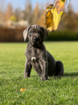 Cane Corso szczeniaki maści błękitnej ur. 06.09.2024 Koźminek - zdjęcie 10