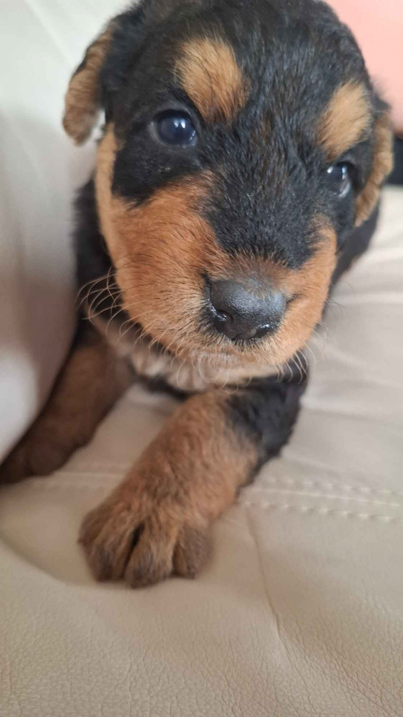 Airedale Terrier Lublin - zdjęcie 4