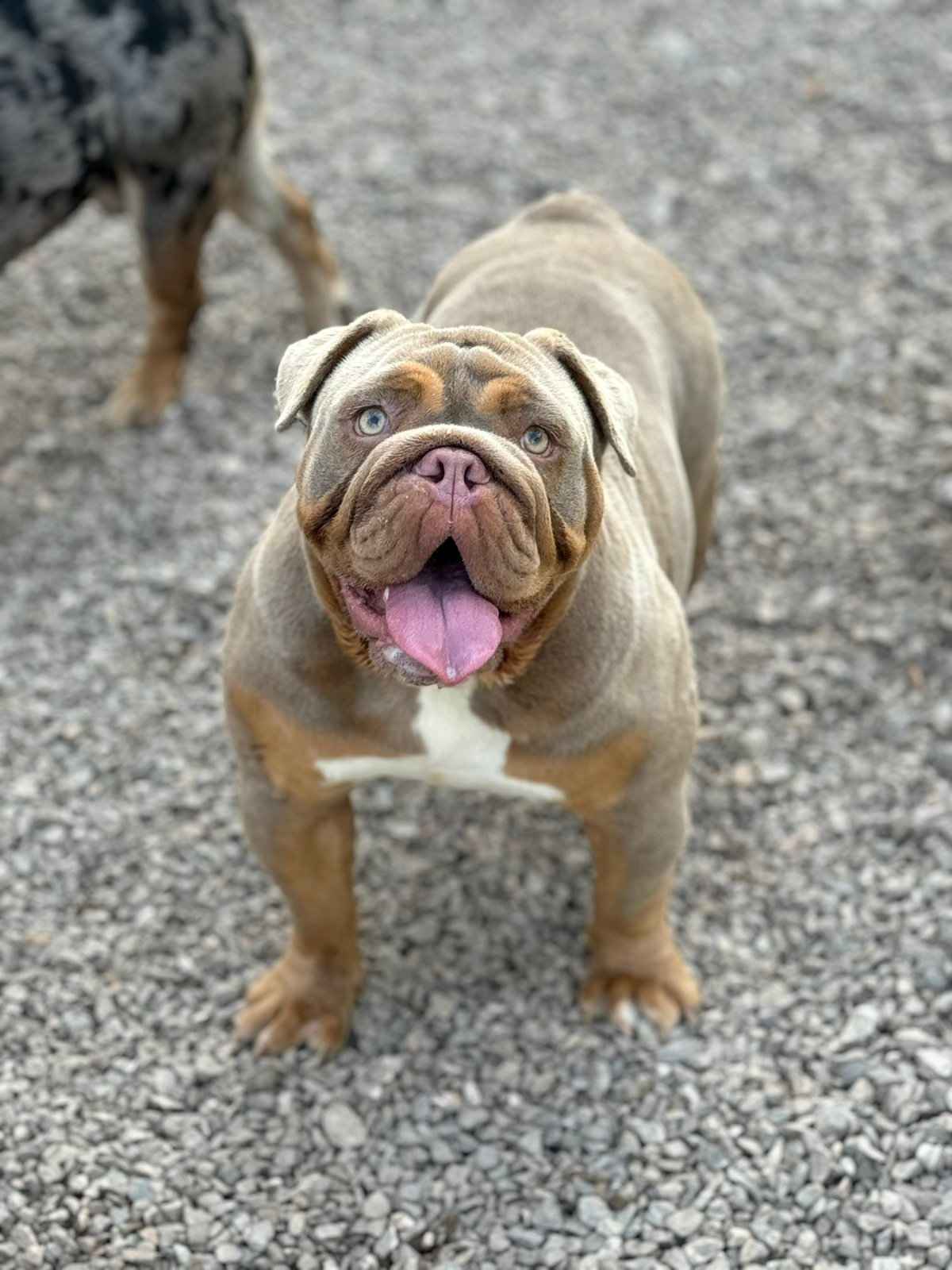 English bulldog Pacanów - zdjęcie 5