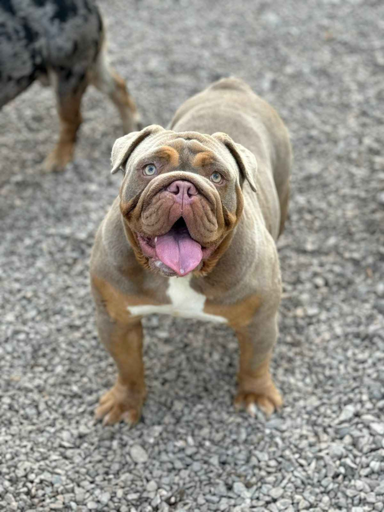 English bulldog Pacanów - zdjęcie 5