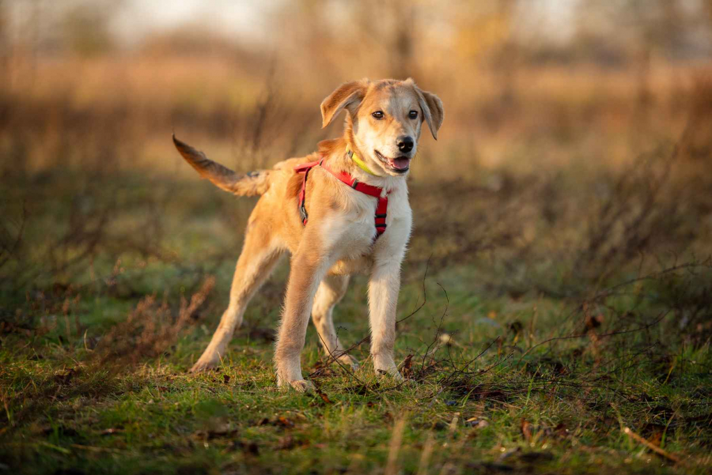 Wafel - biszkoptowy SZCZENIAK szuka domu! Olsztyn - zdjęcie 4