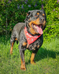 Dostojny, majestatyczny, silny Diego w typie rottweilera szuka domu! Mokotów - zdjęcie 6