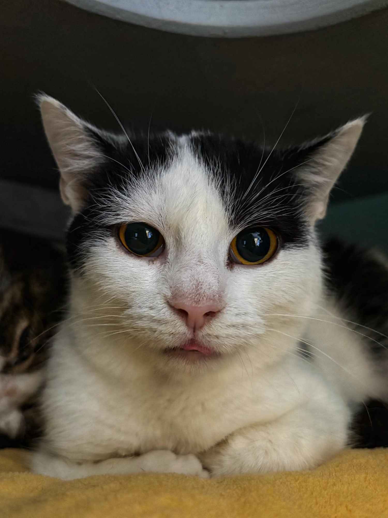 Lilo - kocia indywidualistka szuka domu! Olsztyn - zdjęcie 1