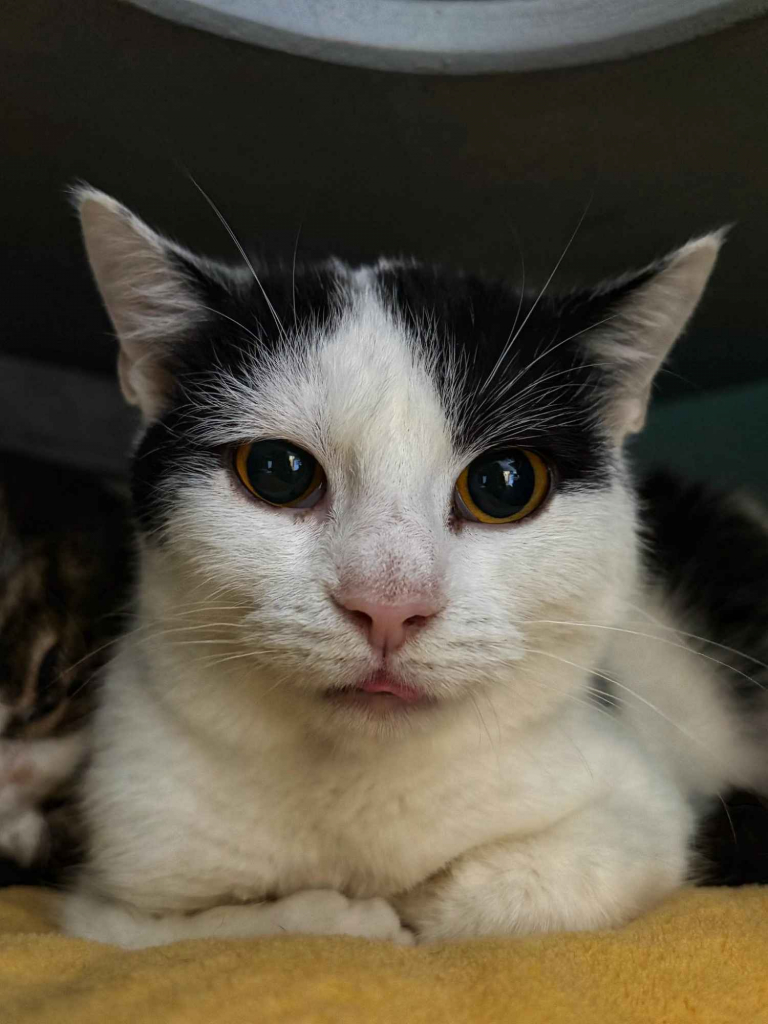 Lilo - kocia indywidualistka szuka domu! Olsztyn - zdjęcie 1