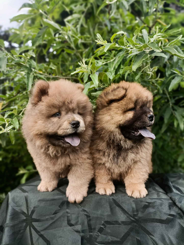 Wzorcowe Chow Chow piękny exterrier rodzice FCI Krapkowice - zdjęcie 8