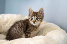 Bigos i Kliper, słodkie kociaki do adopcji