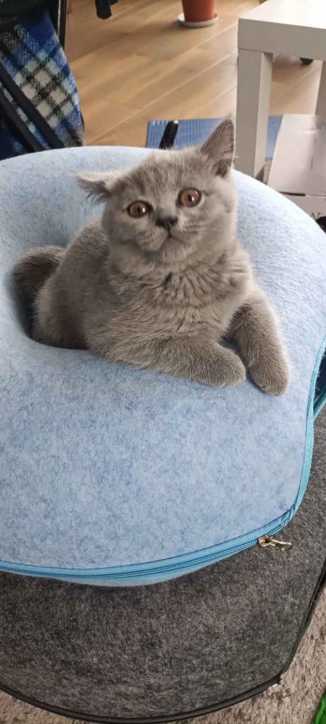 Kotek Brytyjski krótkowłosy niebieski (Lalka) Brwinów - zdjęcie 2