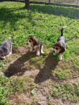 Suczki Beagle tricolor szukają domów Wronowo - zdjęcie 8