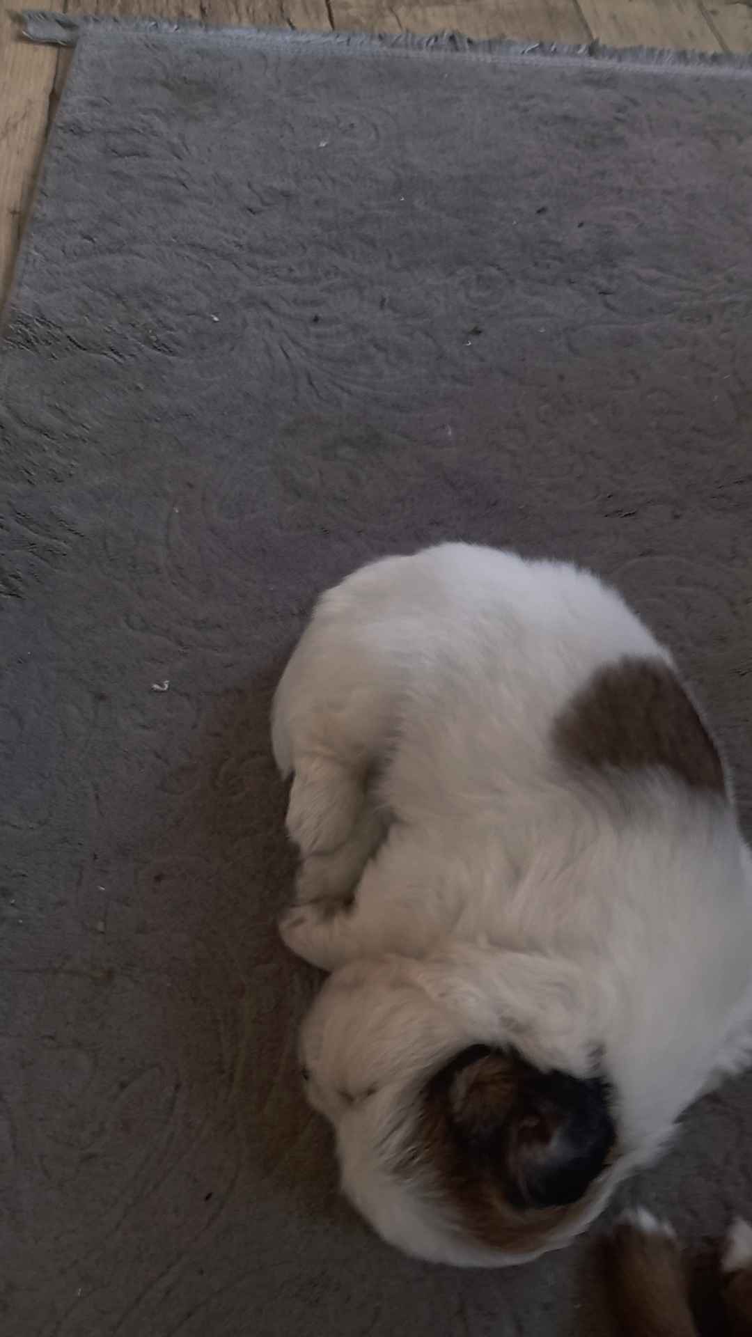 Szukamy nowego domku ❤️ Kolno - zdjęcie 3