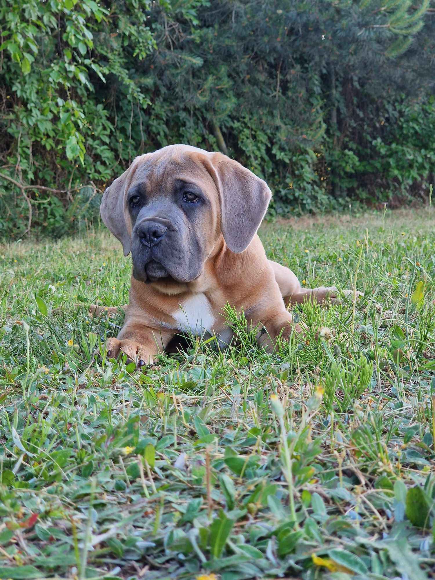 Cane Corso Italiano Puppies (FCI) Michów - zdjęcie 8