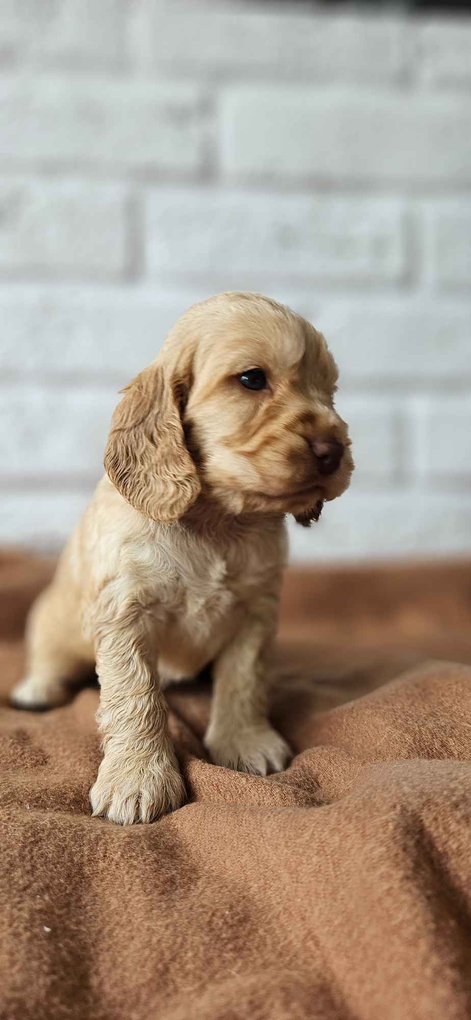 Cocker Spaniel Angielski Przyszowa - zdjęcie 3