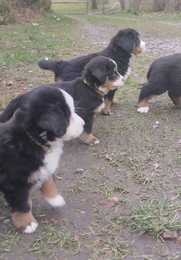 Berneńskie Psy Pasterskie Białobrzegi - zdjęcie 5