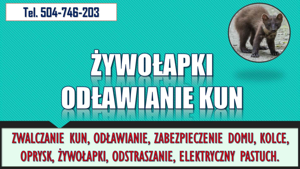 Odstraszanie kun, tel. 504-746-203. Odławianie i zabezpieczenie domu. Psie Pole - zdjęcie 3