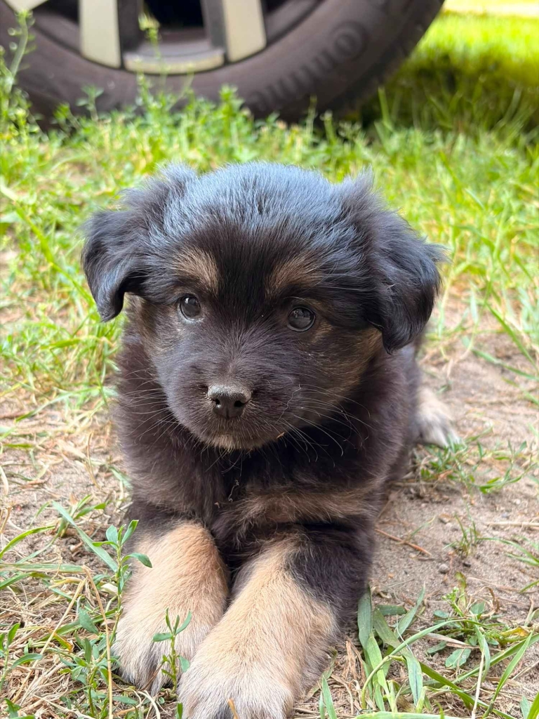 🐾 Szukam najlepszego domu dla tej małej Psiej Dziewczynki! ❤️ Pruszków - zdjęcie 1