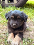 🐾 Szukam najlepszego domu dla tej małej Psiej Dziewczynki! ❤️