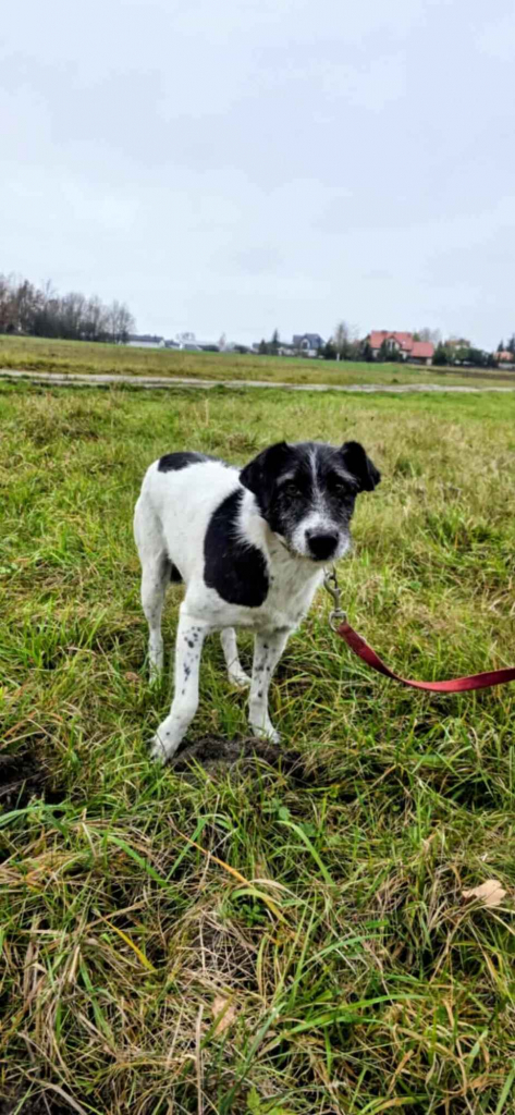 Bruno w typie terriera młody psiak szuka domu! pies psy terrier Garwolin - zdjęcie 3