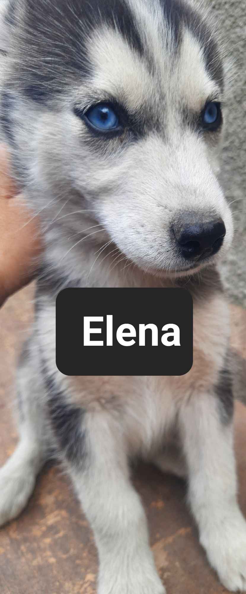 Pieski syberiany husky Reda - zdjęcie 9