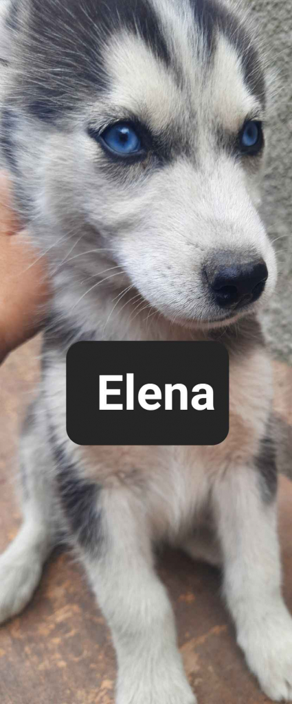 Pieski syberiany husky Reda - zdjęcie 9