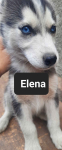 Pieski syberiany husky Reda - zdjęcie 9