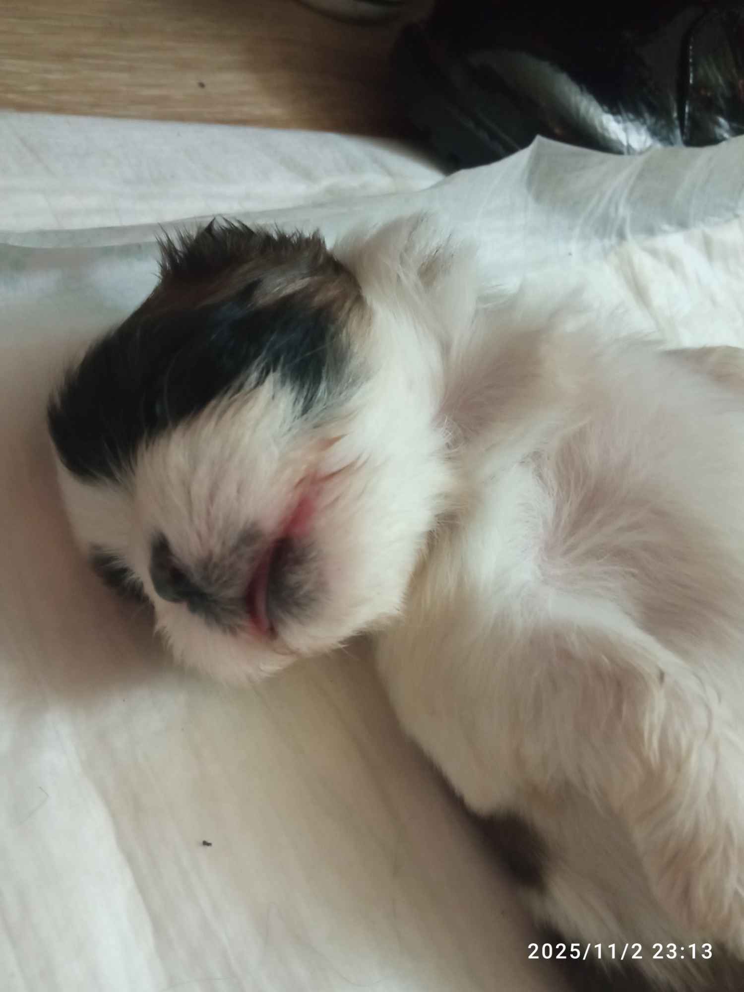 Szczenięta Gdańsk - zdjęcie 4