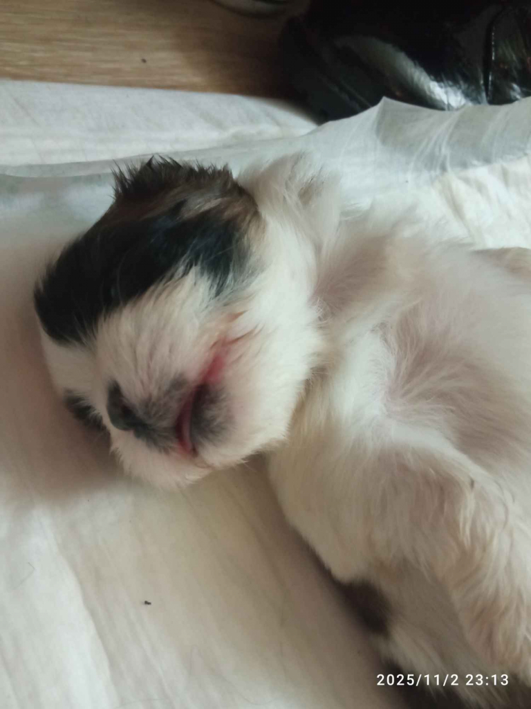 Szczenięta Gdańsk - zdjęcie 4