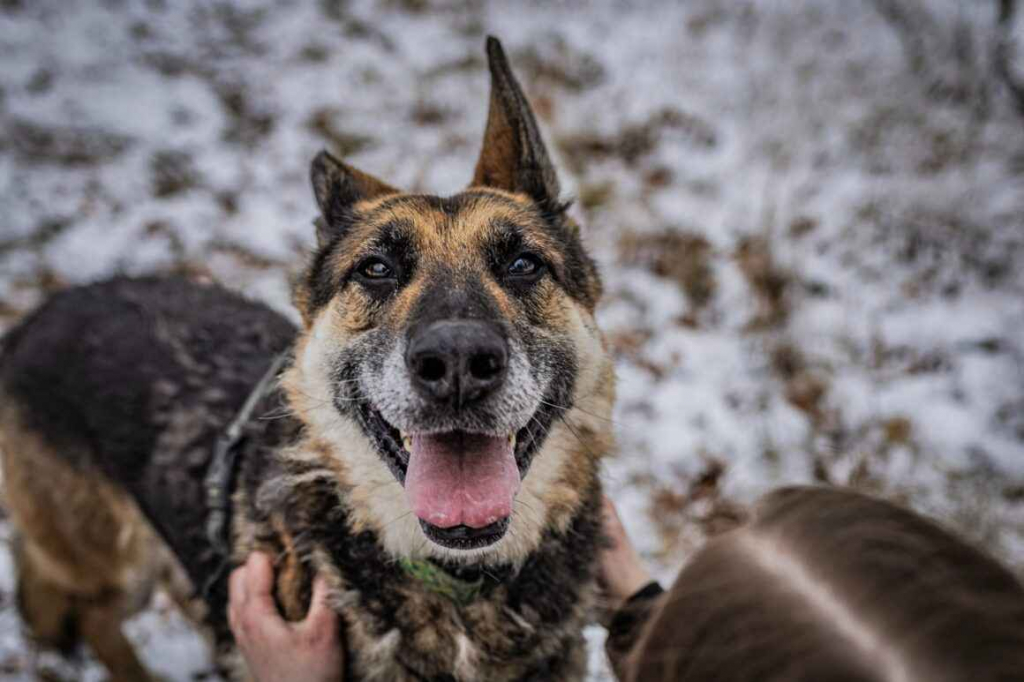Horaś - ideał z klapniętym uszkiem szuka domu! Olsztyn - zdjęcie 8