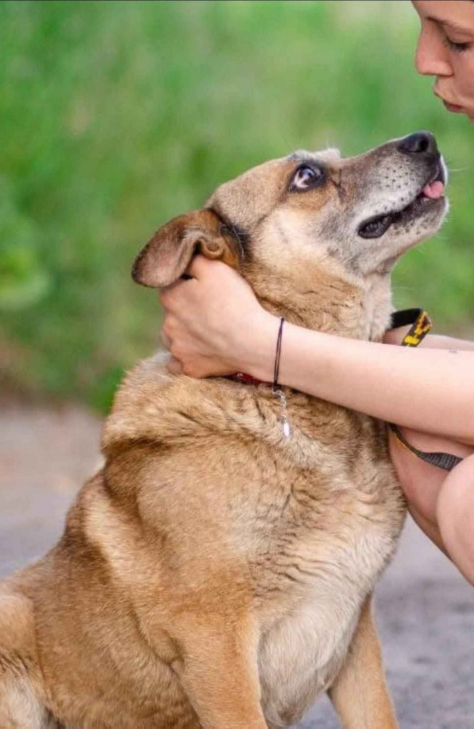 Tores - przekochany, niekonfliktowy psiak do adopcj Olsztyn - zdjęcie 1