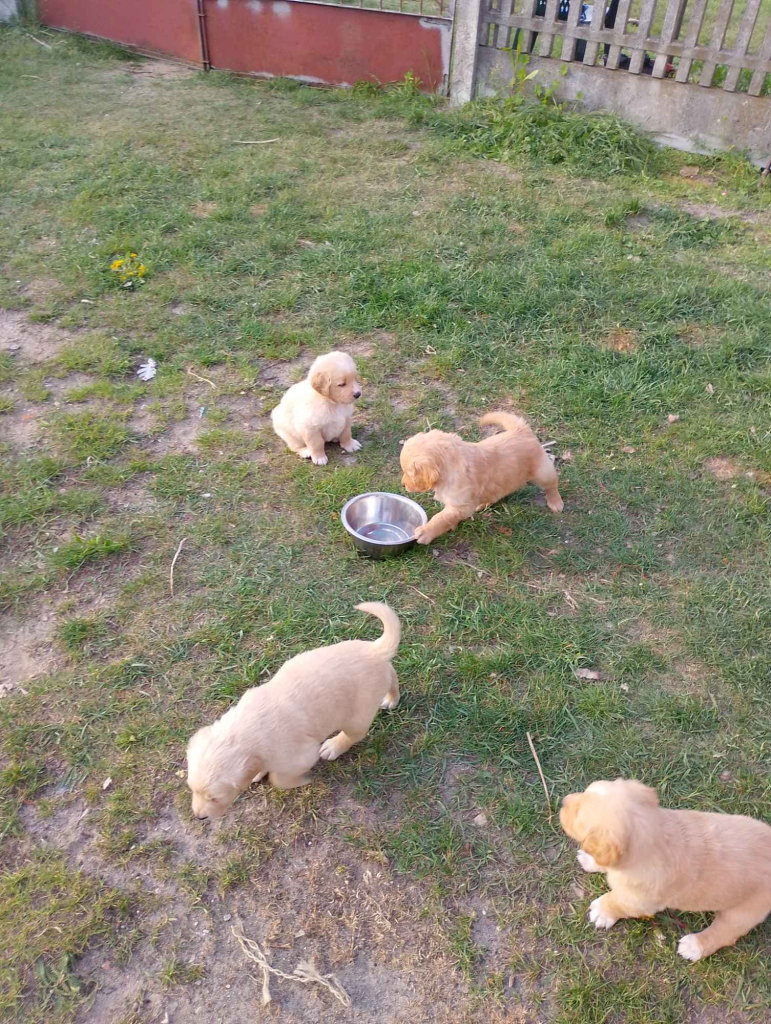 Golden retriever Pińczów - zdjęcie 7