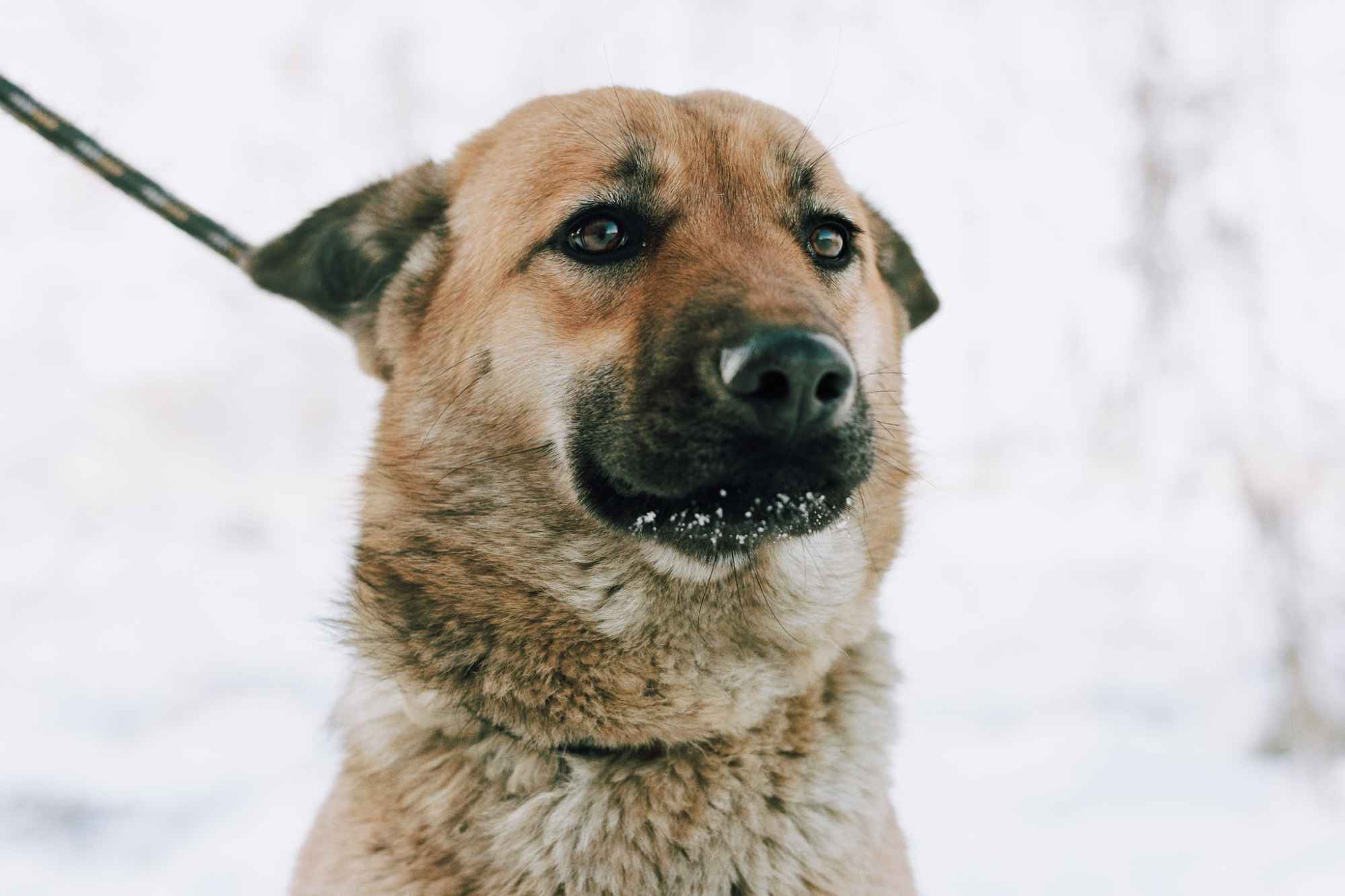 Doris - niekonfliktowa, wesoła sunia szuka domu! Olsztyn - zdjęcie 1