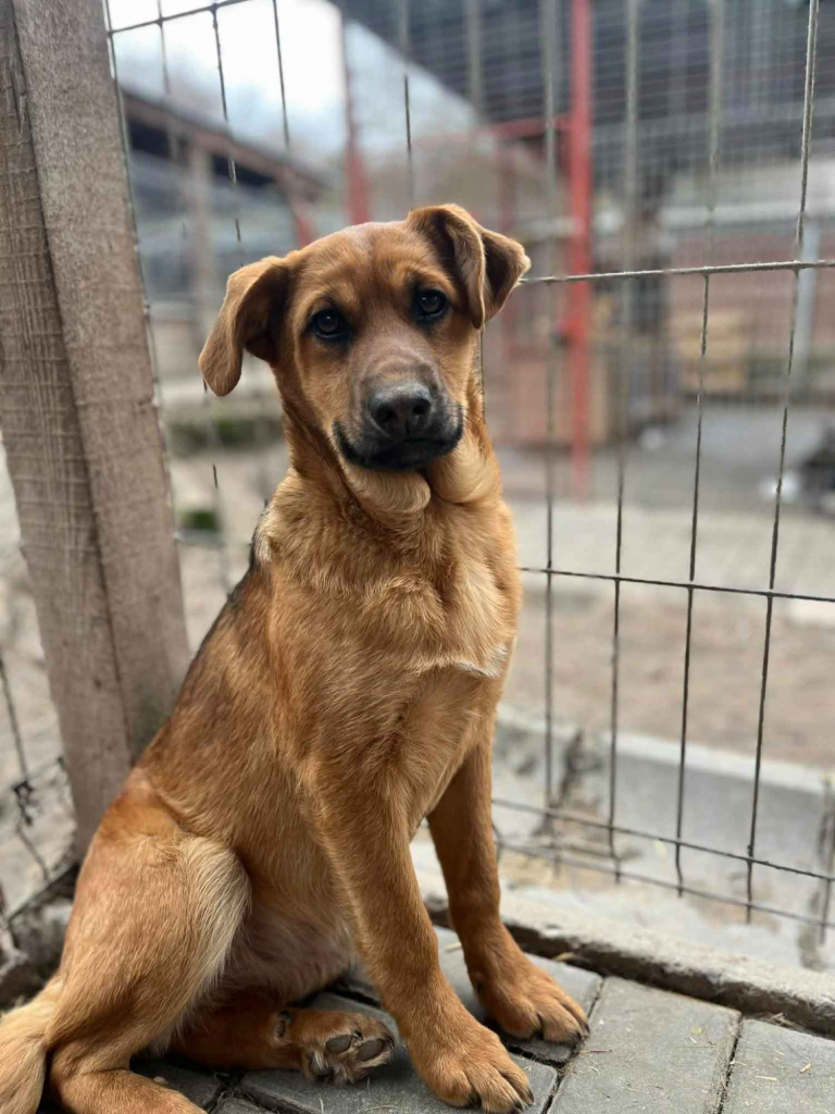 Elois - 6 miesięczna, przyjazna sunia SZCZENIAK Olsztyn - zdjęcie 4