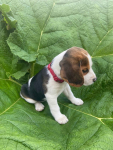 Szczeniaki beagle tricolour Jelenia Góra - zdjęcie 1