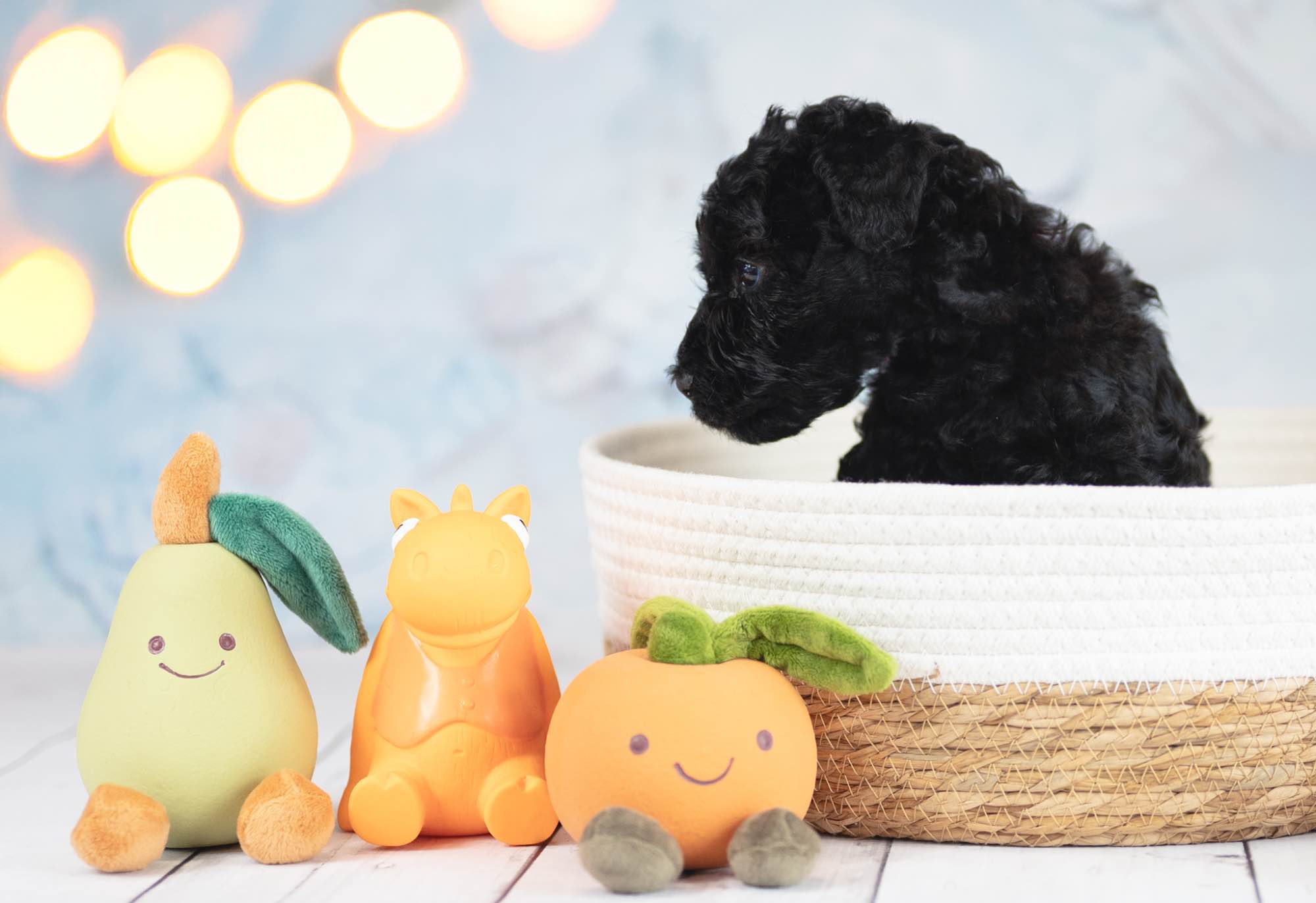 Kerry blue terrier Jedyne szczenięta w Polsce Radom - zdjęcie 9