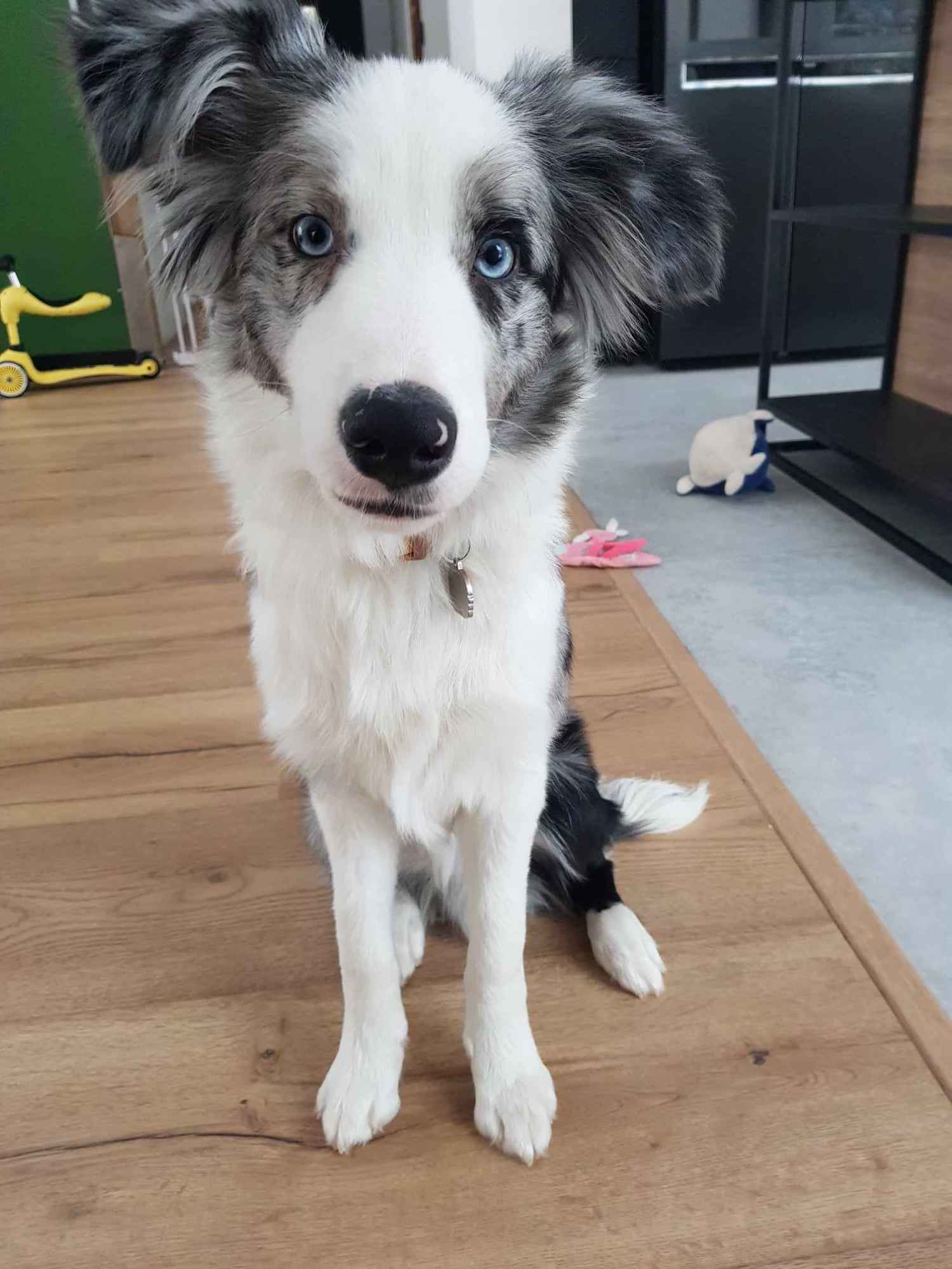 Border Collie / Blue merle / Typ Show / samiec / FCI / ZKwP Lisia Góra - zdjęcie 3